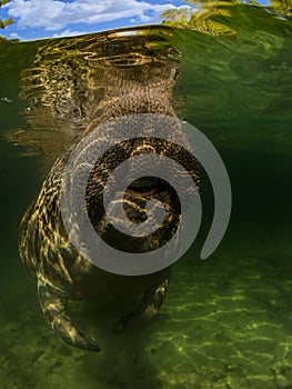 Sea cow or manatee or dugong swim in crystal clear fresh water with clouds on top background and do breath