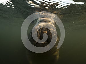 Sea cow or manatee or dugong swim in crystal clear fresh water with clouds on top background and do breath