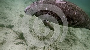 Sea cow manatee underwater in Crystal River.