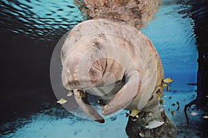 Sea Cow Swimming Underwater