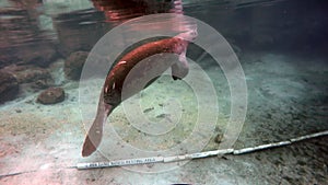 Sea cow underwater in Crystal River.