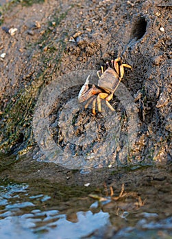 Sea crab, barrilete or violinist at low tide photo