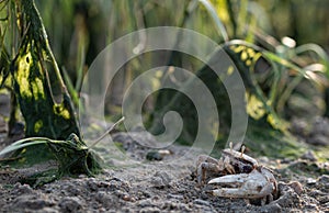 Sea crab, barrilete or violinist at low tide photo