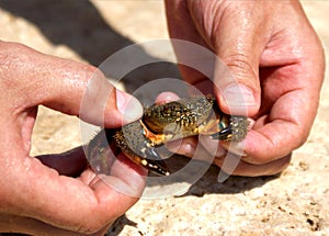 Sea crab in hands