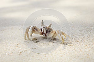 Sea crab on sand beach