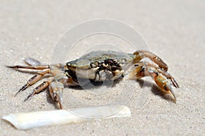 Sea crab on the sand on the seashore