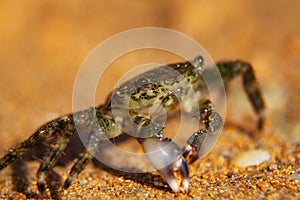 Sea crab on the sandy beach.