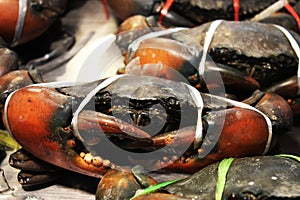 Sea crab soaked in ice