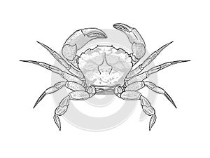 Sea crab vector illustration hand drawn