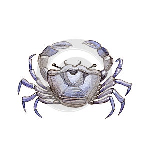 Sea crab watercolor painted illustration. Hand drawn organic sea food object. Blue shell aquatic crab  on white background.