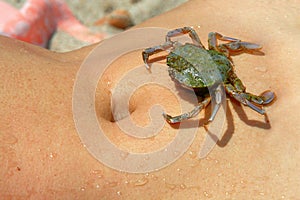 Sea crab on wet woman