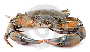 Sea crab on white background