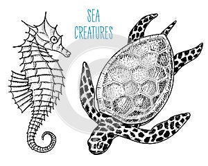 Sea creature cheloniidae or green turtle and seahorse. engraved hand drawn in old sketch, vintage style. nautical or