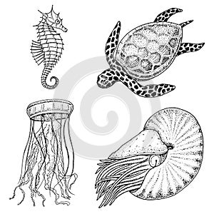 Sea creature cheloniidae or green turtle and seahorse. nautilus pompilius, jellyfish and starfish or mollusk. engraved