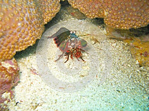 Sea creature on coral reef