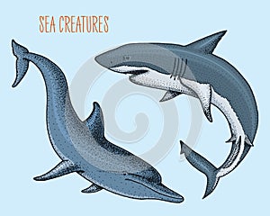 Sea creature dolphin and white shark. engraved hand drawn