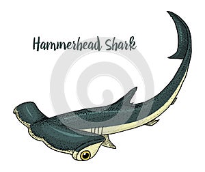 Sea creature hammerhead shark. engraved hand drawn in old sketch, vintage style. nautical or marine, monster or fish