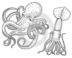 Sea creature octopus and squid. calamari engraved hand drawn in old sketch, vintage style. nautical or marine, monster