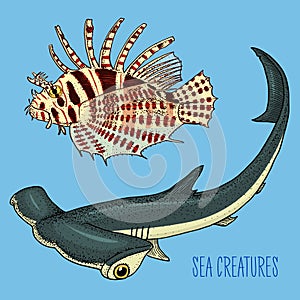 Sea creature red lionfish and great hammerhead shark.