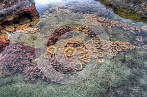 Sea Creature in Tidal Pool photo