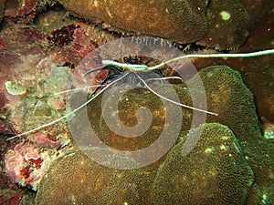 Sea creature underwater