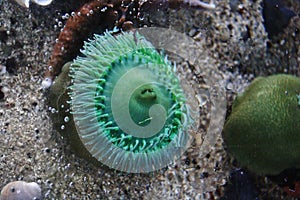 Sea creature in the Vancouver Aquarium , Vancouver , British Columbia, Canada