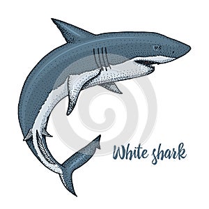 Sea creature white shark. engraved hand drawn in old sketch, vintage style. nautical or marine, monster or fish. animals