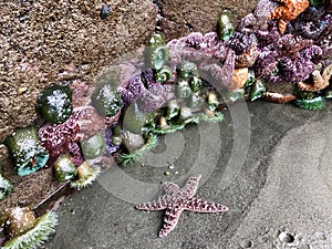 Sea creatures