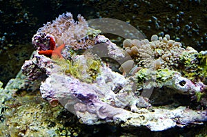 Sea creatures in a salt water aquarium