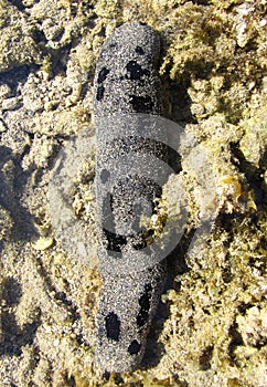 Sea Cucumber