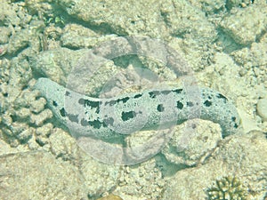 Sea cucumber