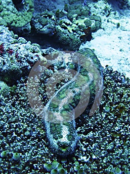 Sea cucumber
