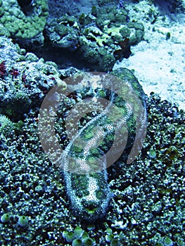 Sea cucumber photo