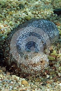 Sea Cucumber