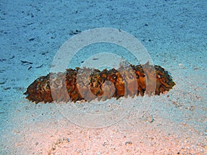 Sea cucumber