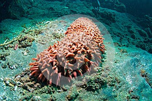 Sea cucumber