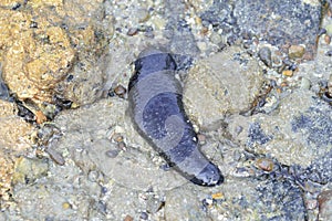 sea cucumber