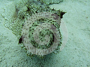 Sea Cucumber