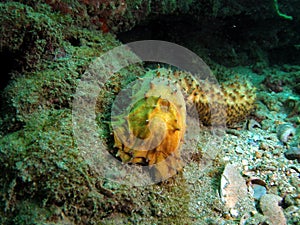 Sea Cucumber photo