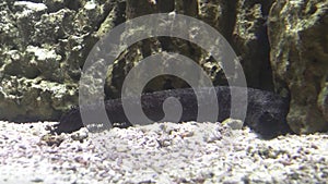 Sea cucumber Black Echinodermata in the forest of corals