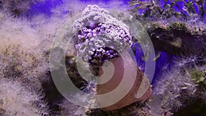 Sea cucumber Blue Echinodermata in the forest of corals