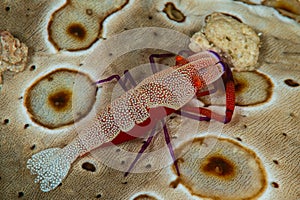 sea cucumber commensal emperor shrimp photo