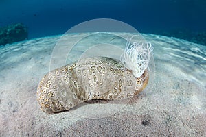 Sea Cucumber and Cuvierian Tubules