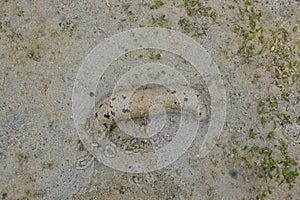 Sea Cucumber, half submerged, covered with fine sand and its waste next to it photo