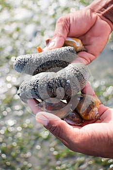 Sea cucumber on hand