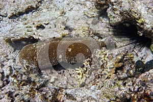 Sea Cucumber Holothuroidea Laying In The Ocean Floor, Sea Urchin Diadema Setosum Hiden In The Rock. Marine Echinoderm Animal, photo