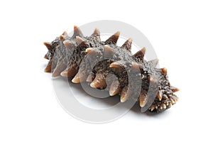 Sea cucumber