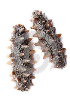 Sea cucumber