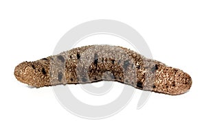 Sea cucumber isolated on white background, echinoderms from the class Holothuroidea, marine animals with a leathery skin photo