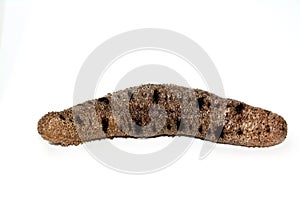 Sea cucumber isolated on white background, echinoderms from the class Holothuroidea, marine animals with a leathery skin photo